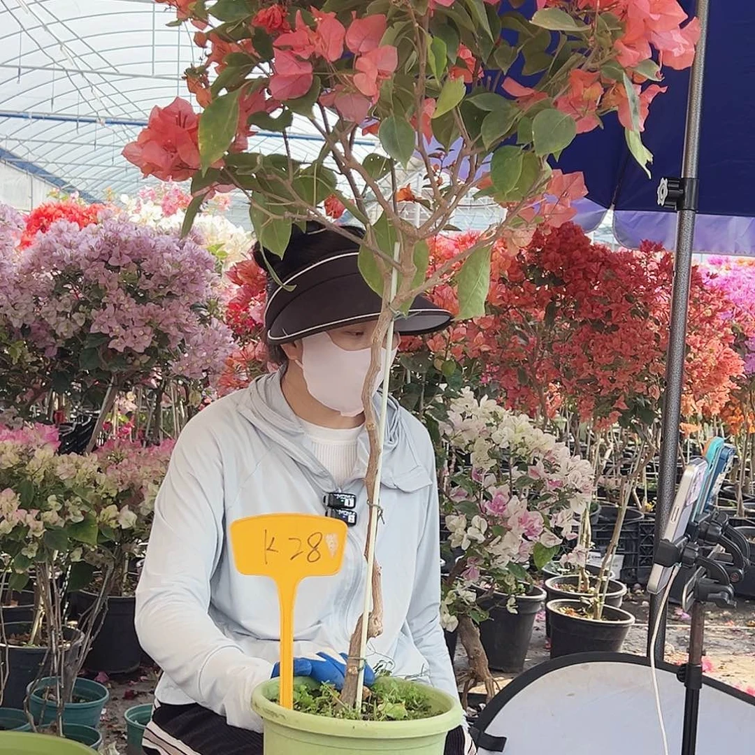 b***i大部分花苞少量开放K28波妹