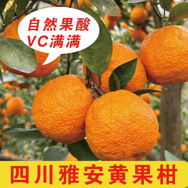 四川雅安黄果柑果园现摘自然成熟酸甜果味十足爆汁儿爽口