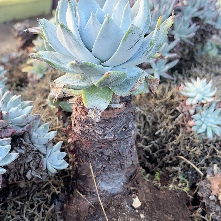 小**我仙女杯多肉植物