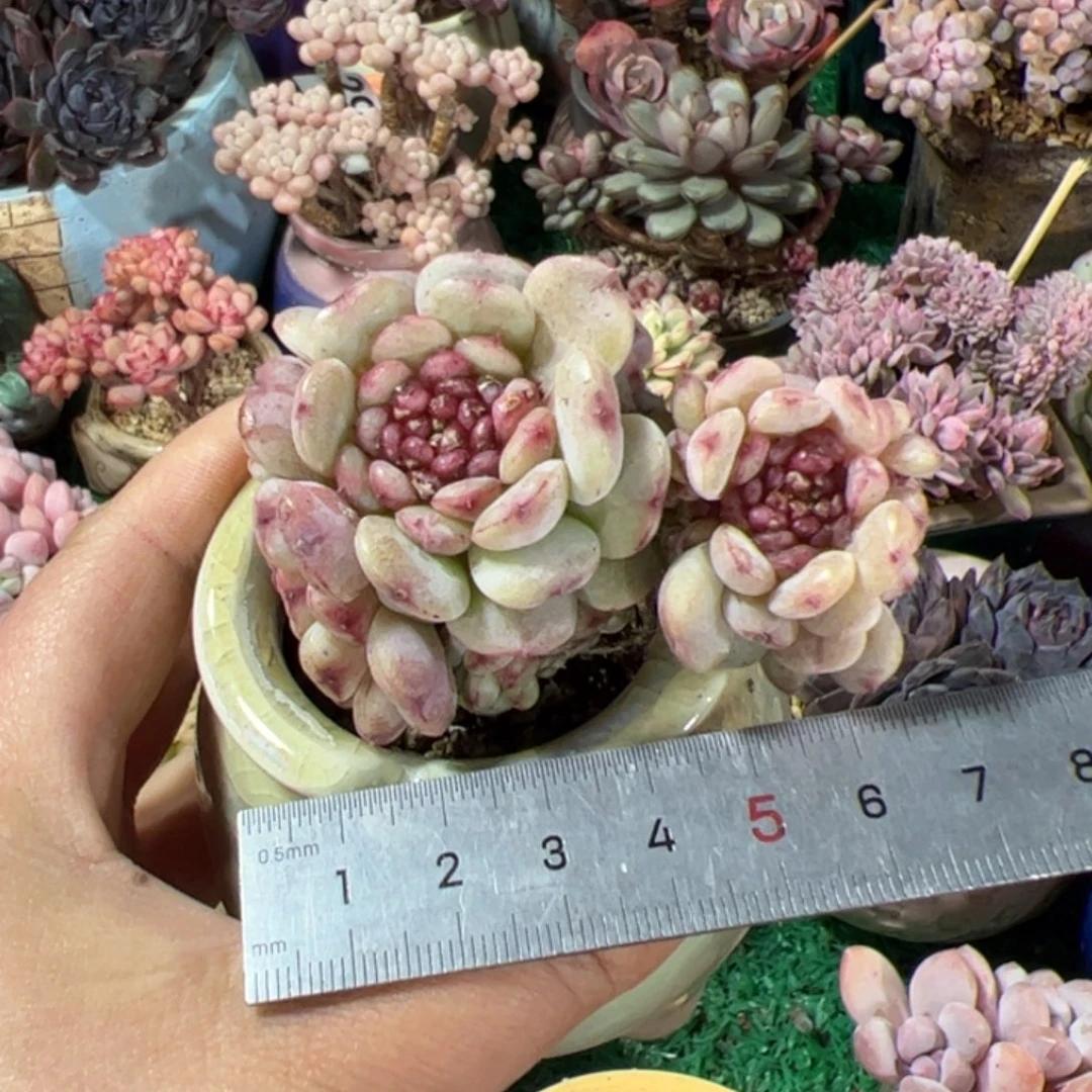 肉**?565 多肉植物组合