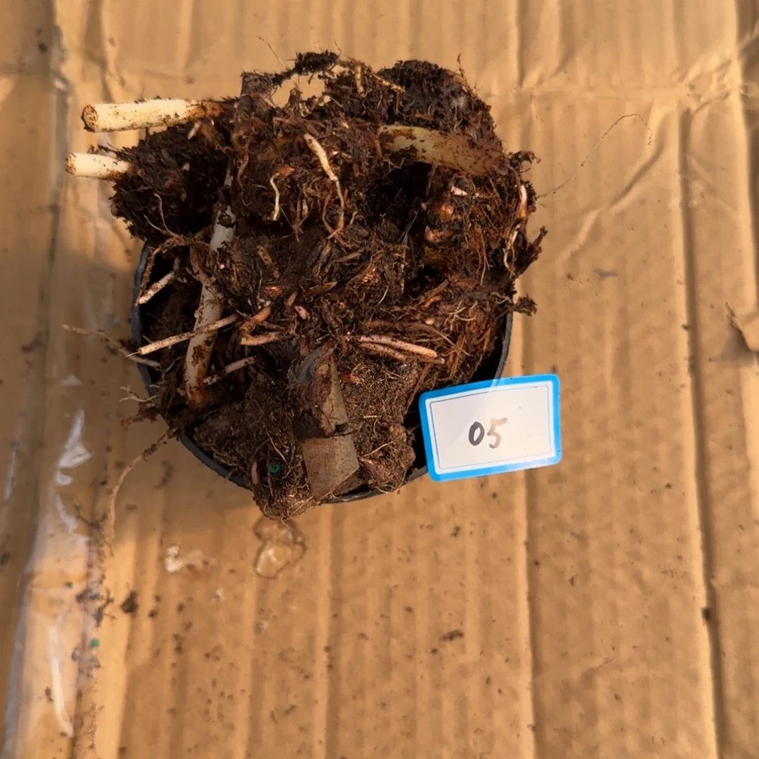 标***少完全开放05盲盒种球大小不一