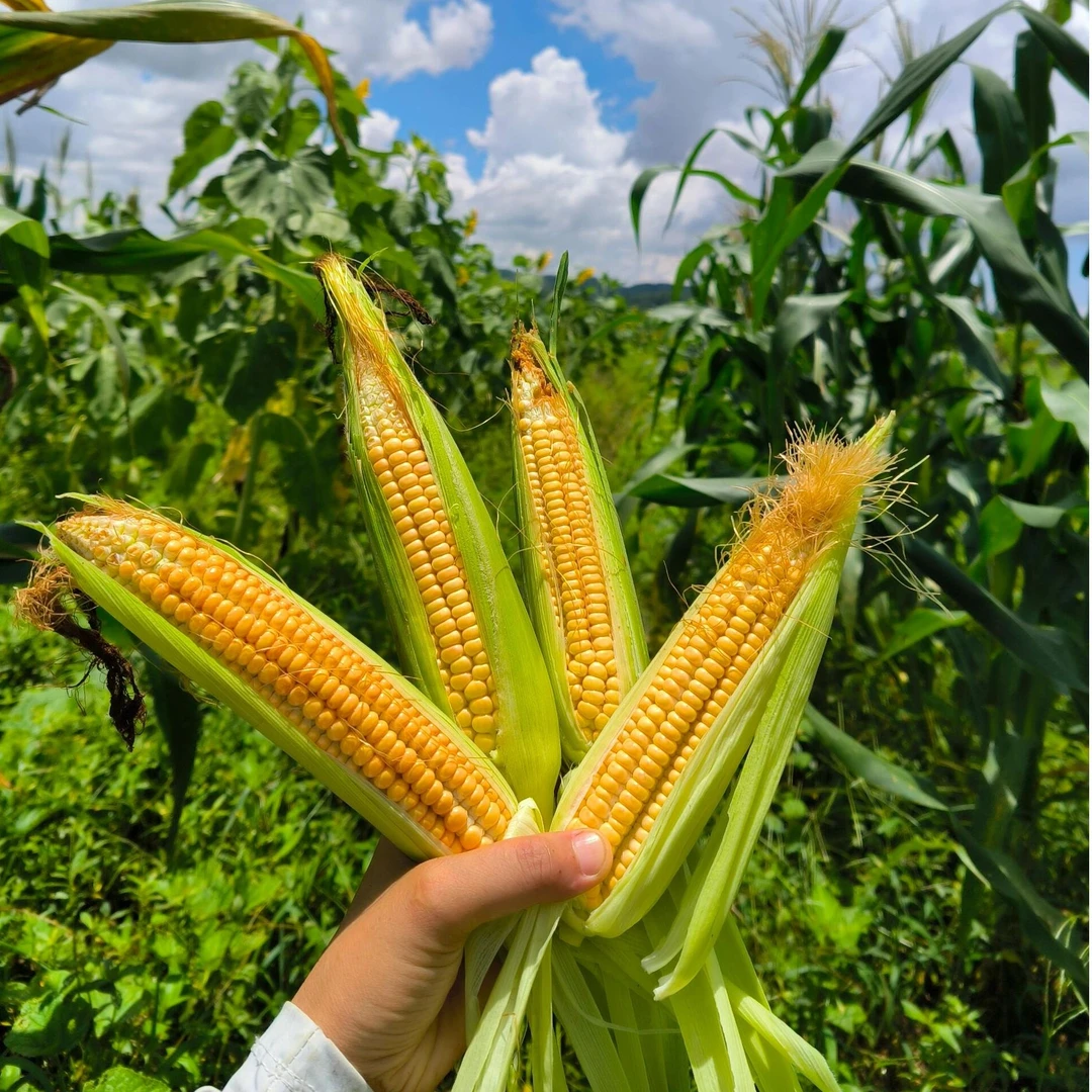 【现摘现发】天津本地头茬老味玉米/笨玉米/鲜的5-5.5斤(顺丰包邮)天津市