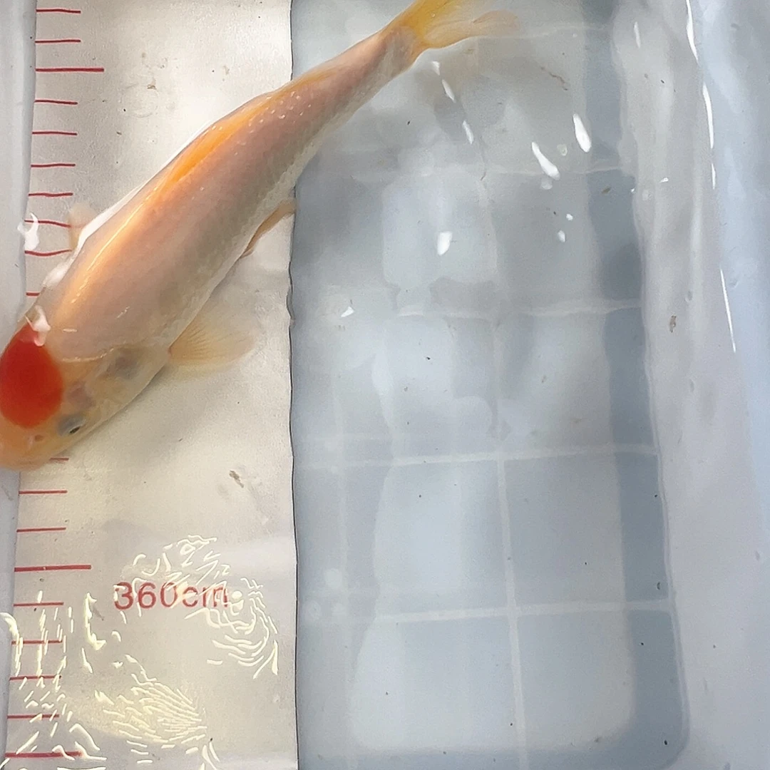 锦鲤鑫泓锦鲤养殖