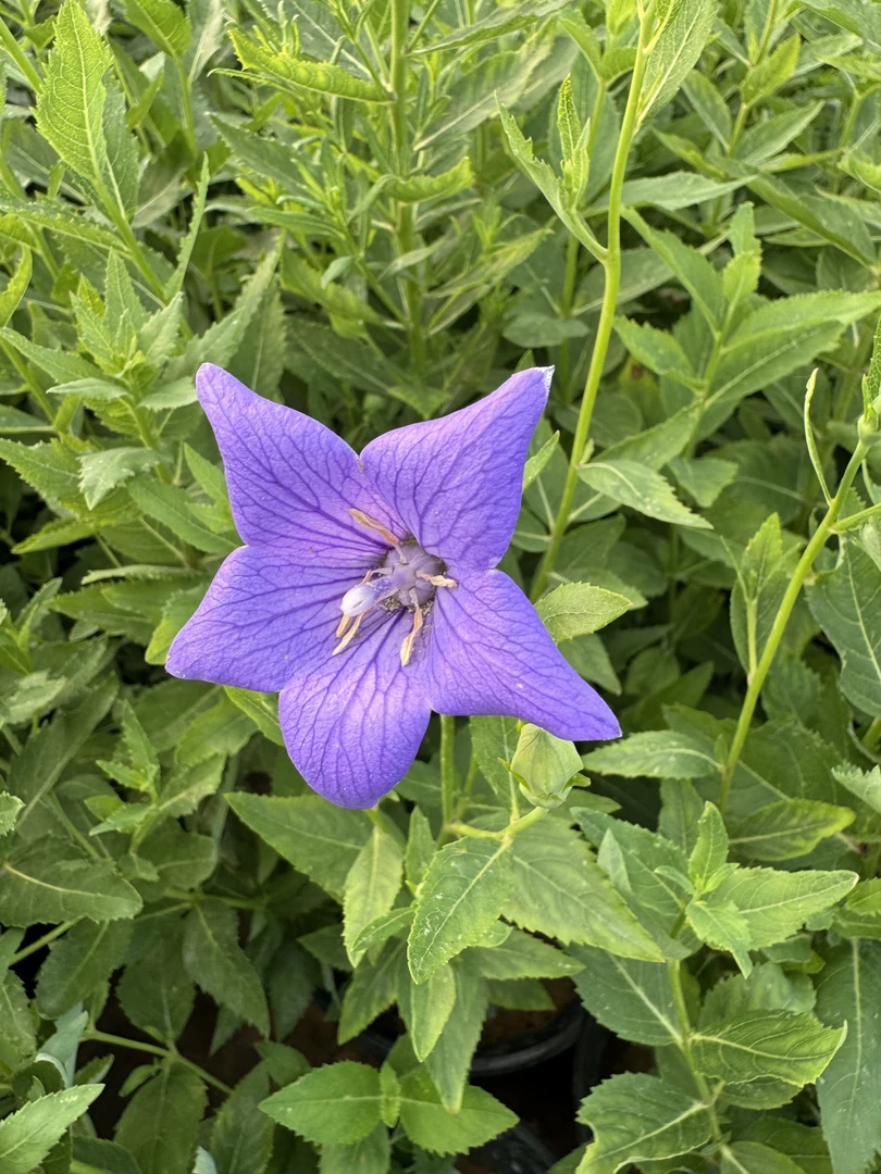 [花间觅鹿]中华桔梗盆栽带花苞绿植室内好养活四季耐旱耐冻办公室