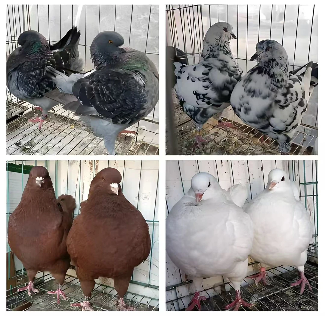 台鸽信鸽赛鸽直播专用2