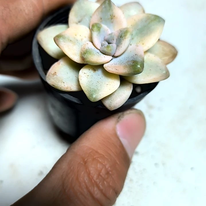 满6元包邮，美杏锦拇指盆