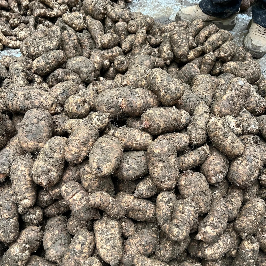 云南昭通小草坝高山种植新鲜乌天麻带土发货坏果包赔青花椒新鲜