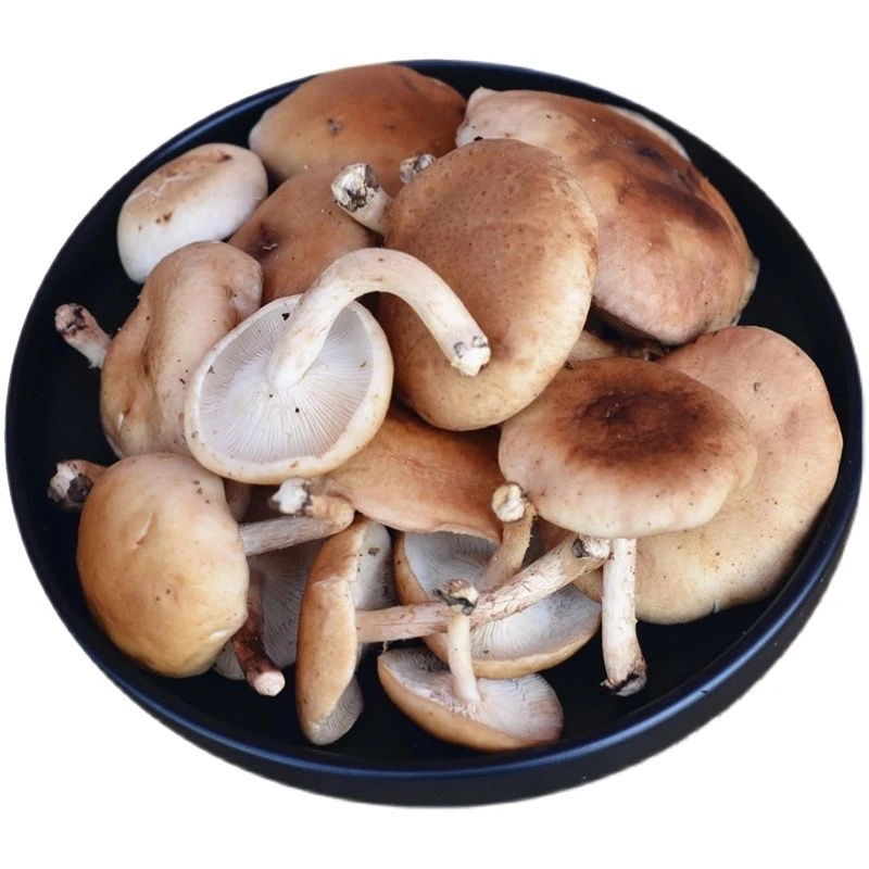 云南高山露天小香菌现摘现发产地直发