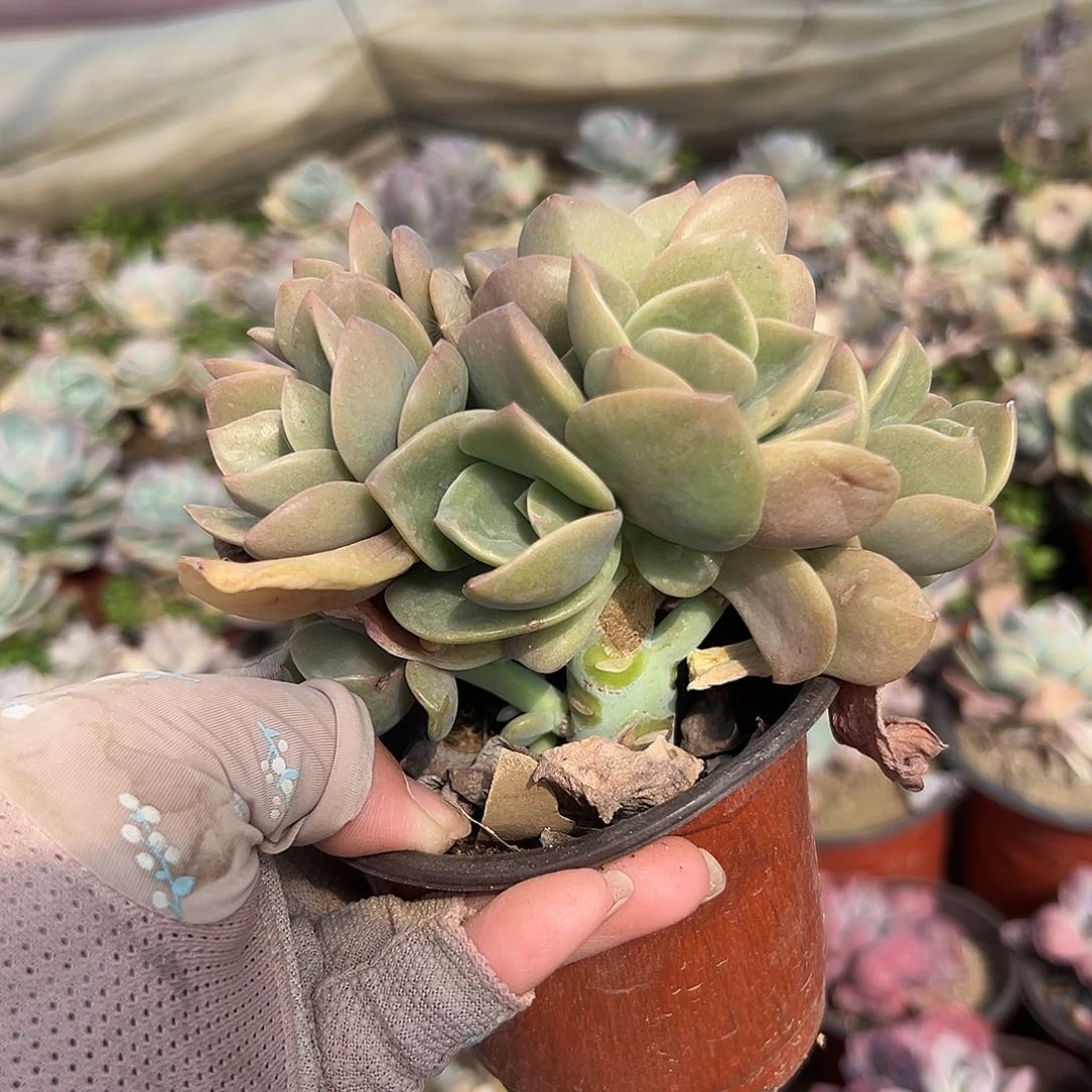 多肉植物多肉植物