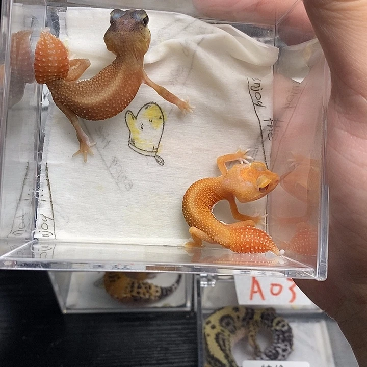 好****豹纹守宫99999999999