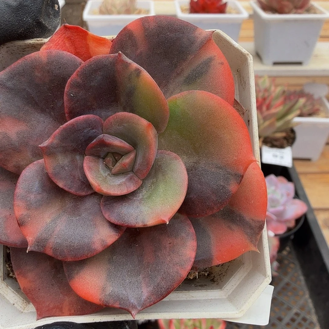 1030-103布鲁门卡锦