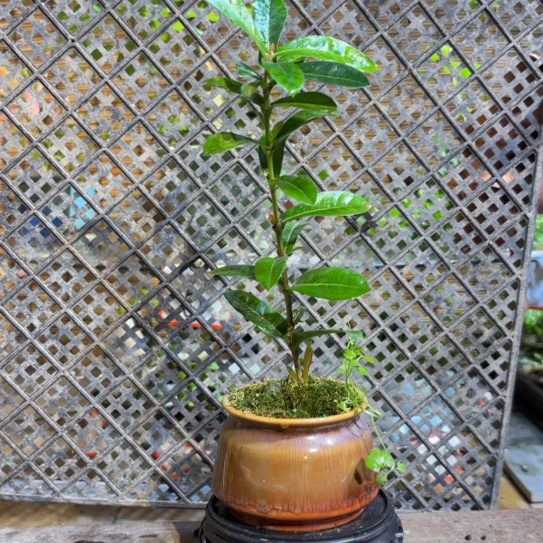 喵***宝无花朵退款拉黑一物一拍17