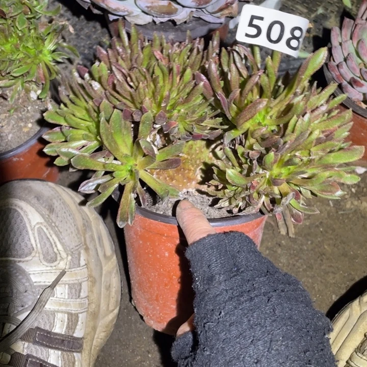 14厘米左右红珊瑚缀法师508号