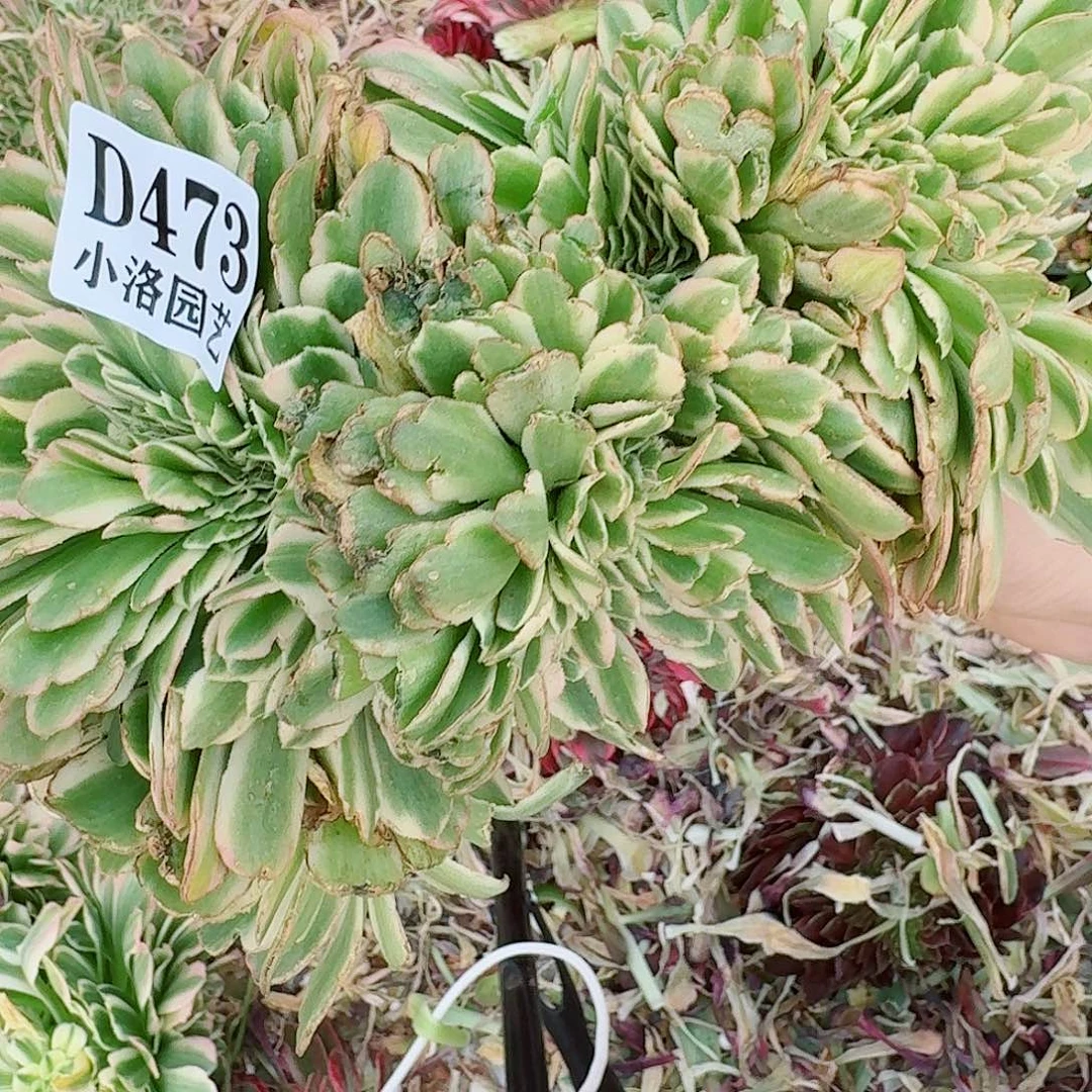 473 缀化无根不包侧枝