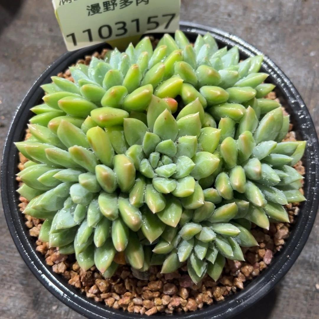 1103157 陨梦美人新品 手捧无砍