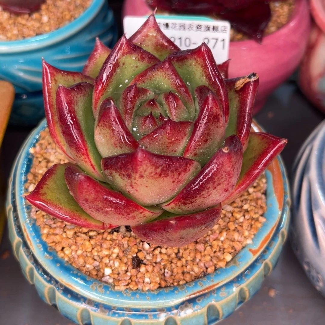 从前慢多肉精选编号0210.271