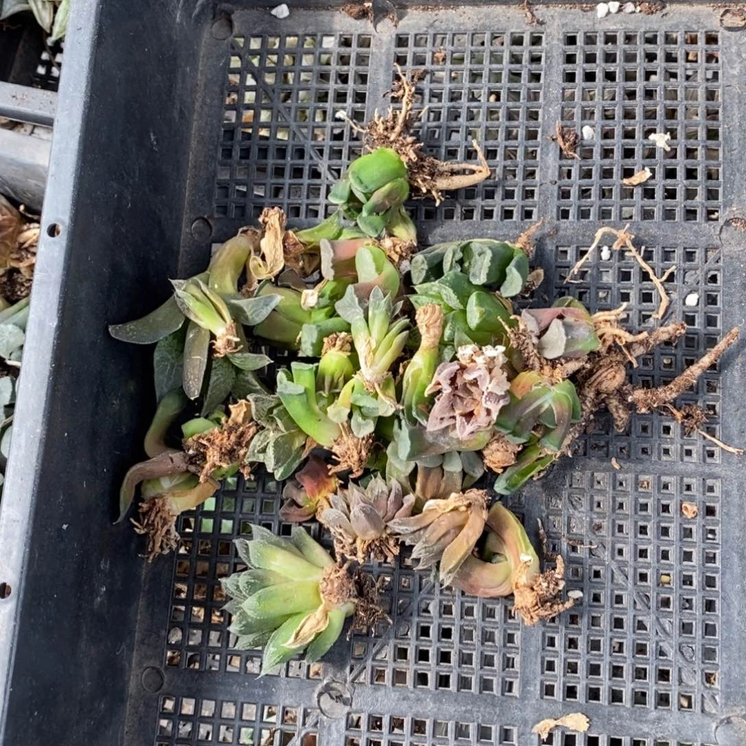 252 一组各品种35颗组合 炸弹福利