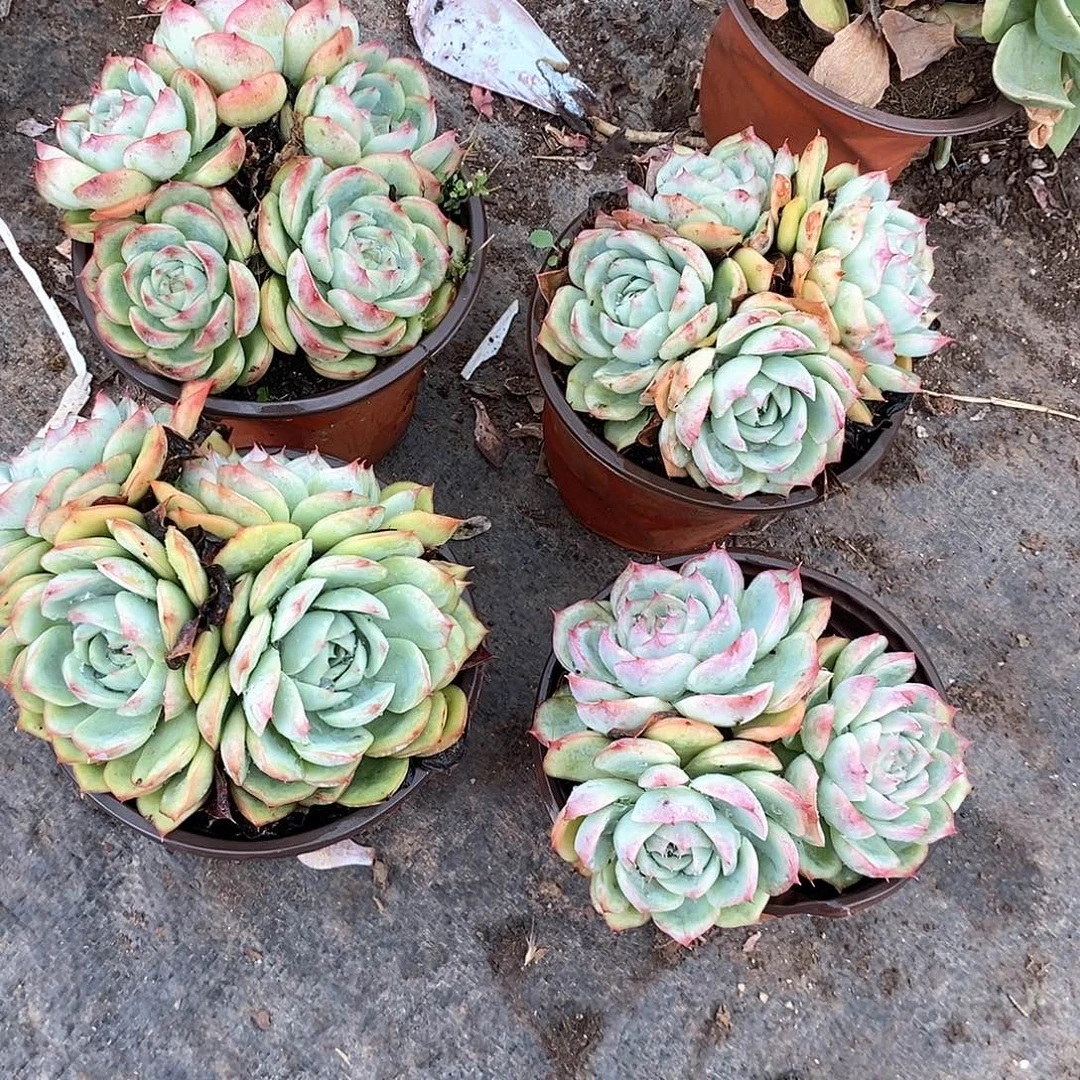 侧影多头2盆多肉植物