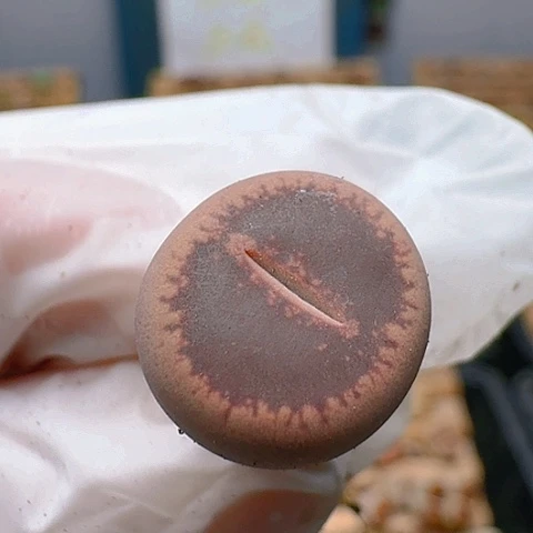 1505KO日轮净窗脱土发货