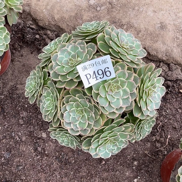 496莲花坐多肉植物