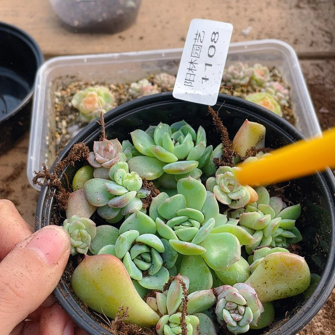 多肉植物多肉植物1108