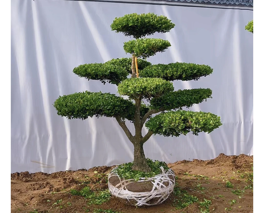 造型黄杨小叶瓜子黄杨造型一物一拍庭院造型树造型瓜子黄杨
