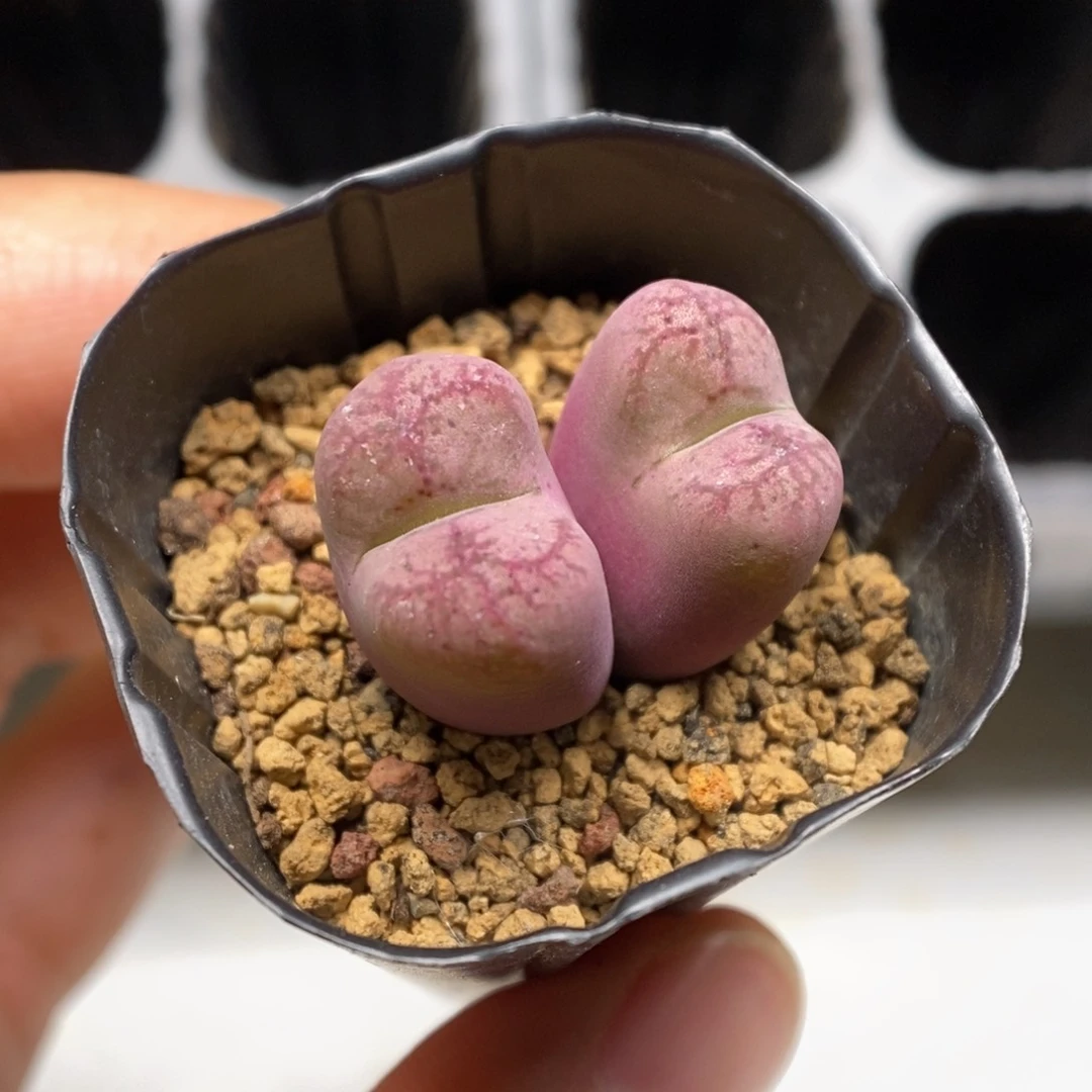 多肉植物肉锥杂交K-5531