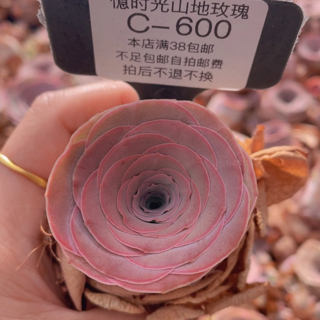 山地玫瑰C600裸根发货断枝不包损不售后