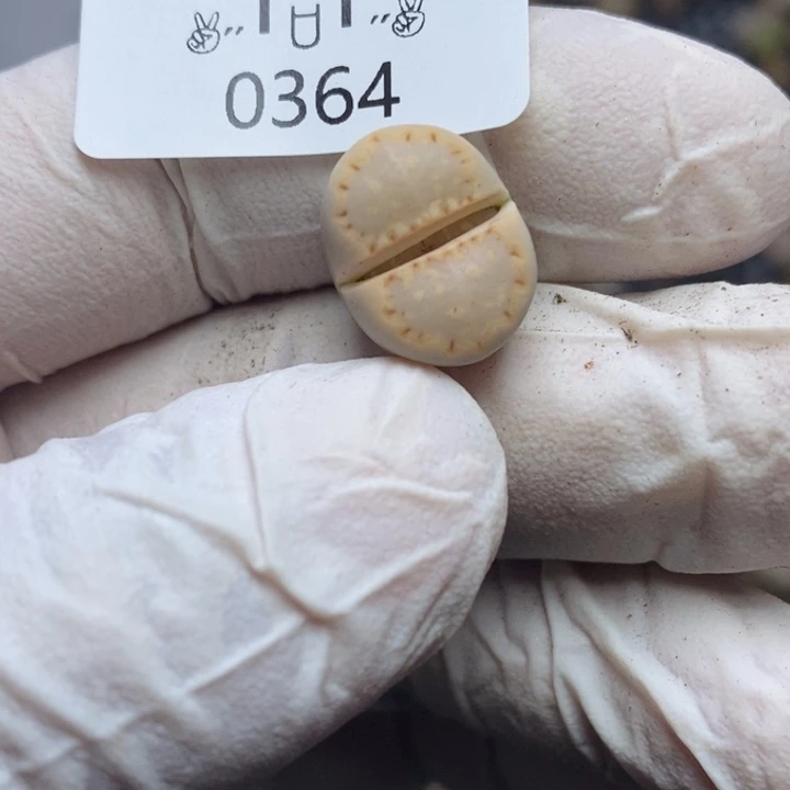 f****卷0364。零下拍保温。