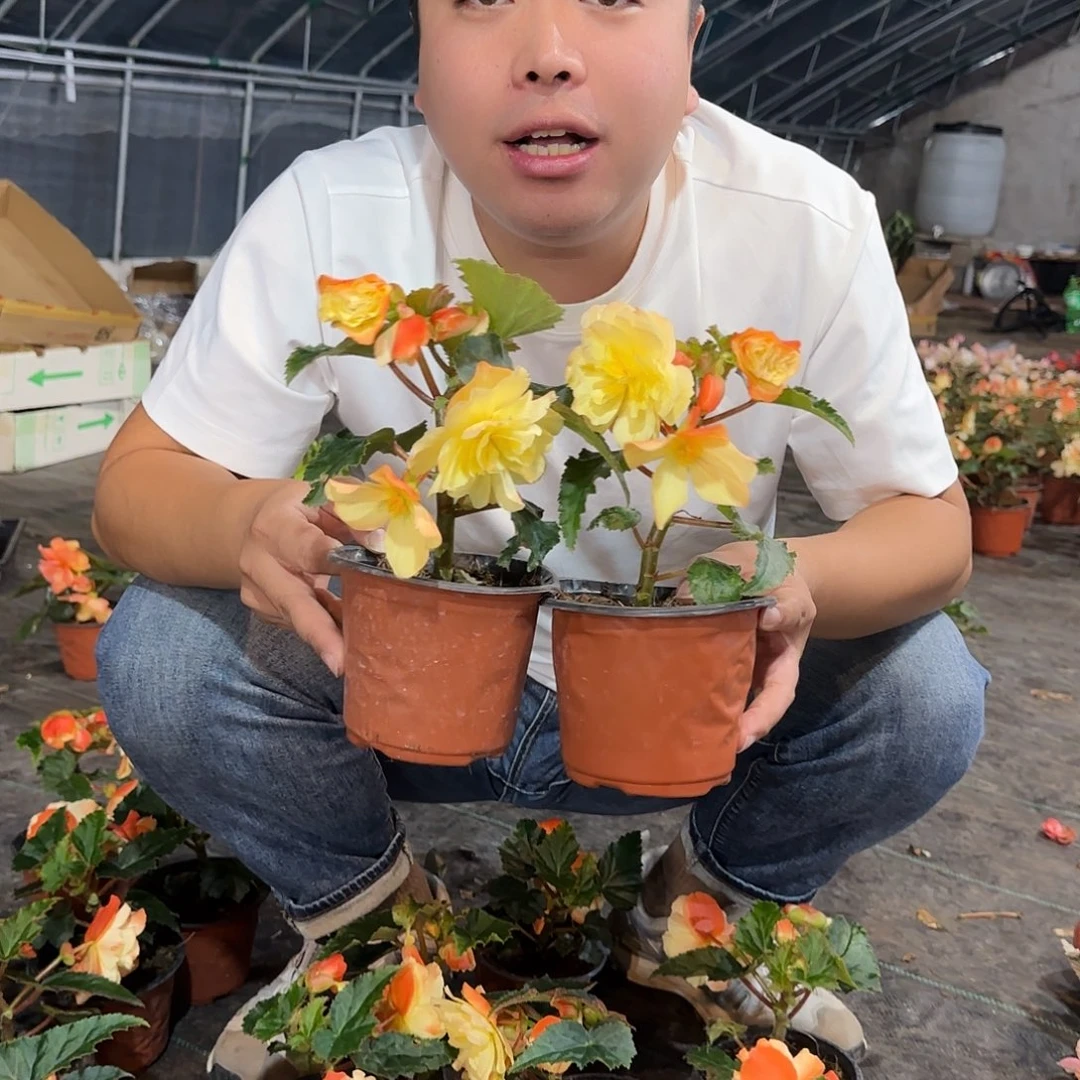 福利2盆白桃，不拍保温冻死不售后