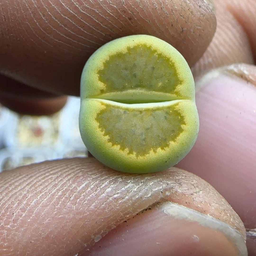 829 生石花大棚直播