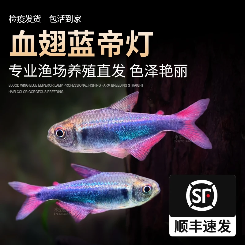 血翅蓝帝灯蓝国王灯彩虹帝王灯淡水鱼灯科鱼活体热带观赏帝王灯