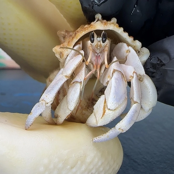 A5灰白1.6cm口径灰白