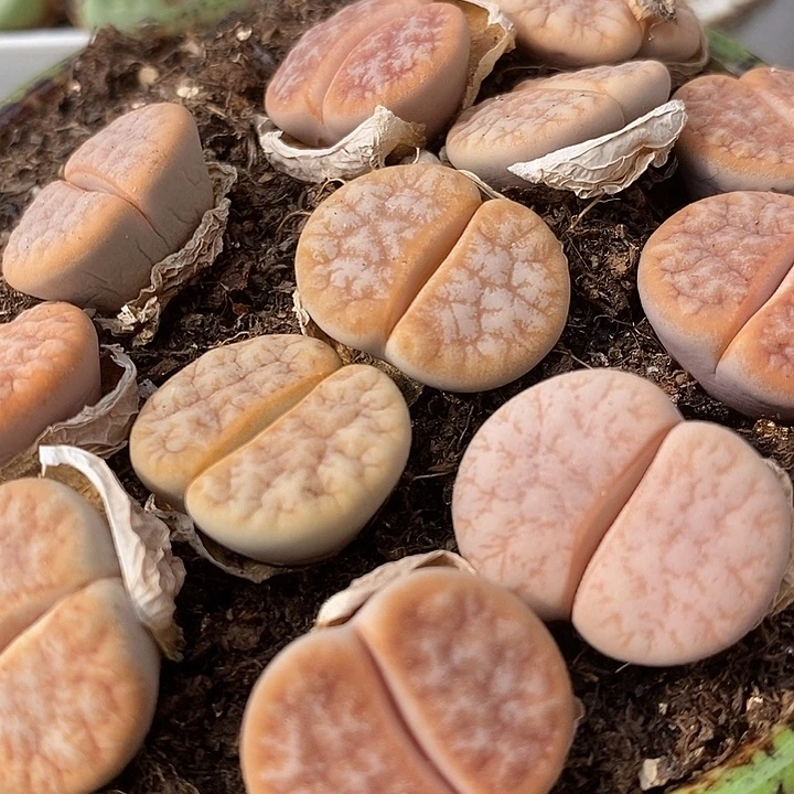 拿铁2颗一组一组