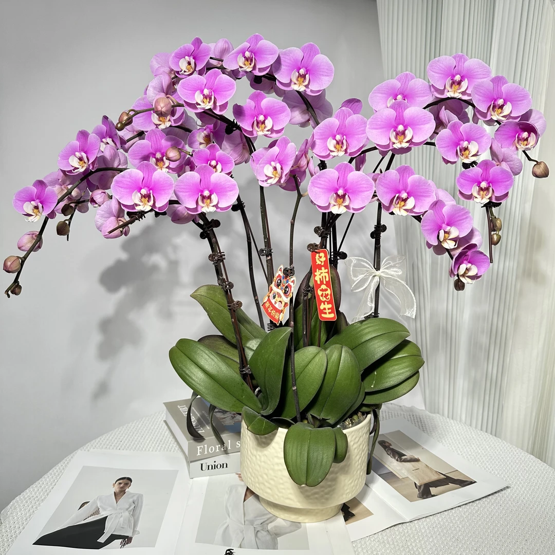 蝴蝶兰【安娜】粉紫色纯色系大花型带花带花苞室内观赏花卉