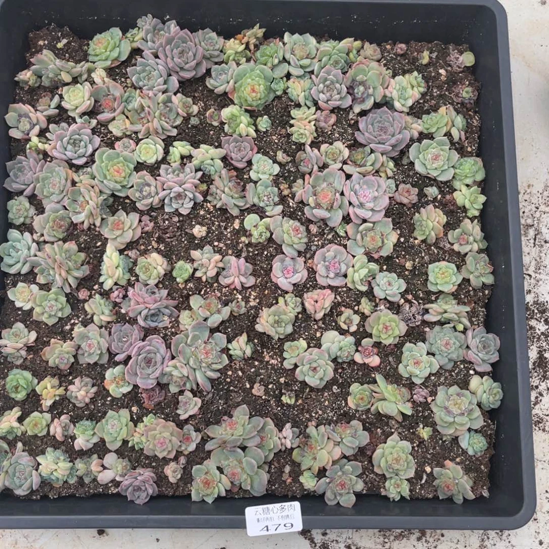 云糖心多肉植物479
