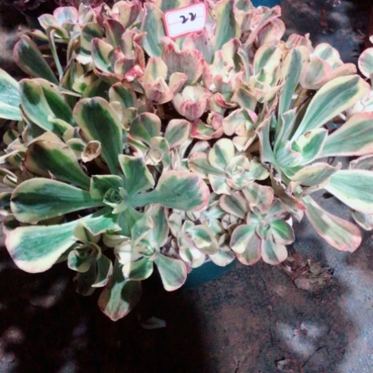 半***过无花朵青花瓷法师多肉植物22号