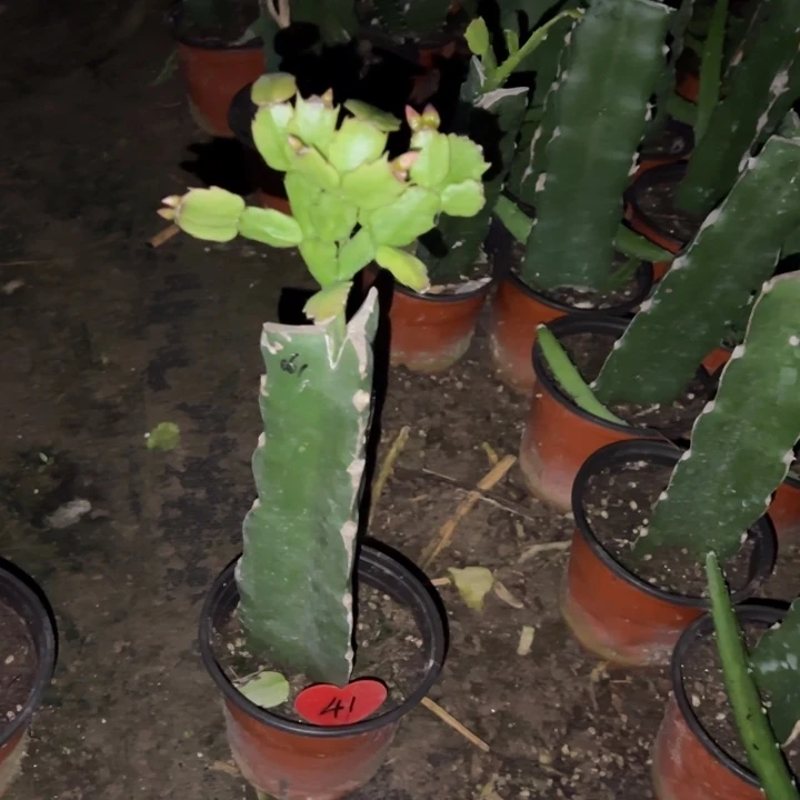 阳***烂当前无花栽培后可以开花061  41