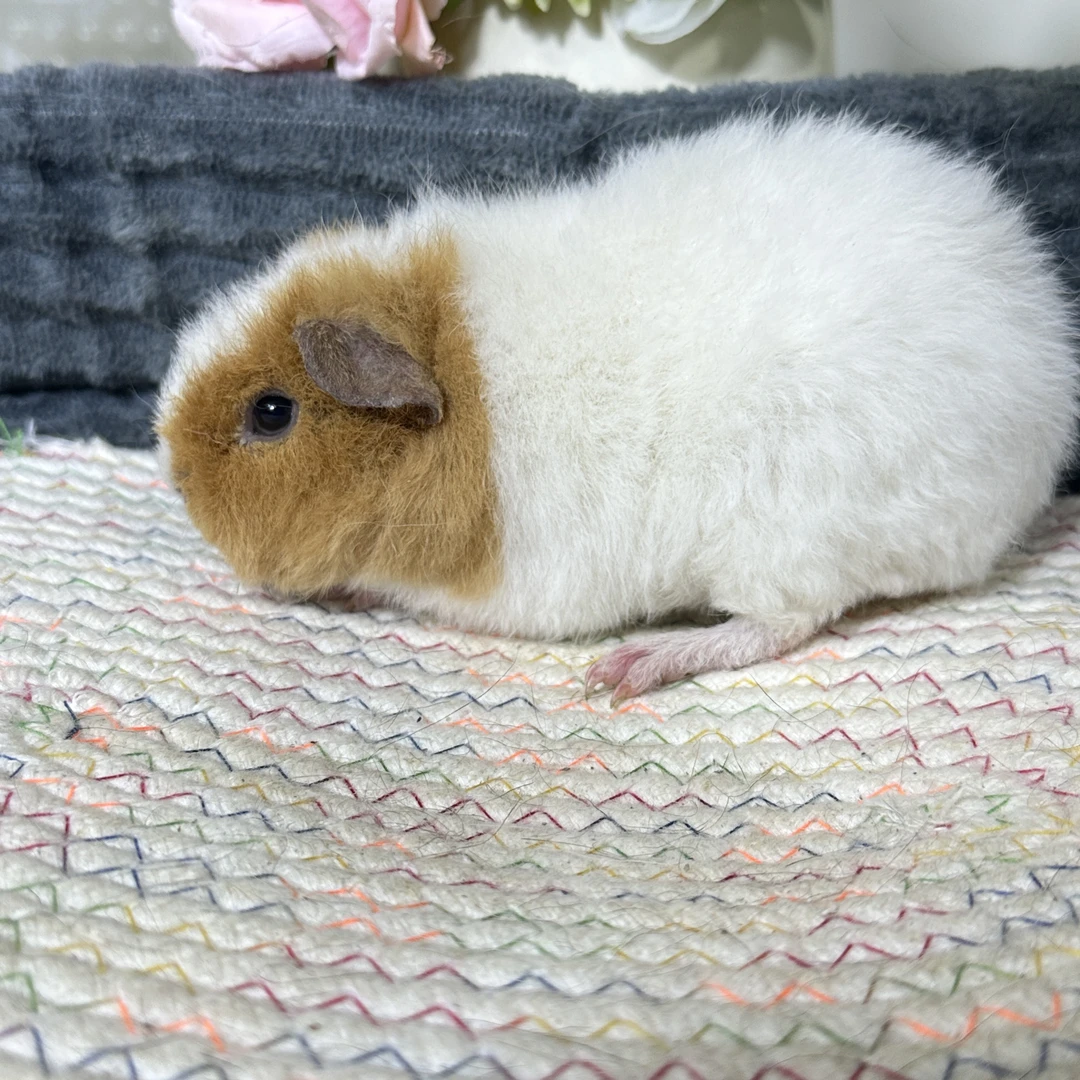 69号豚鼠荷兰猪美泰品种1.5个月妹妹