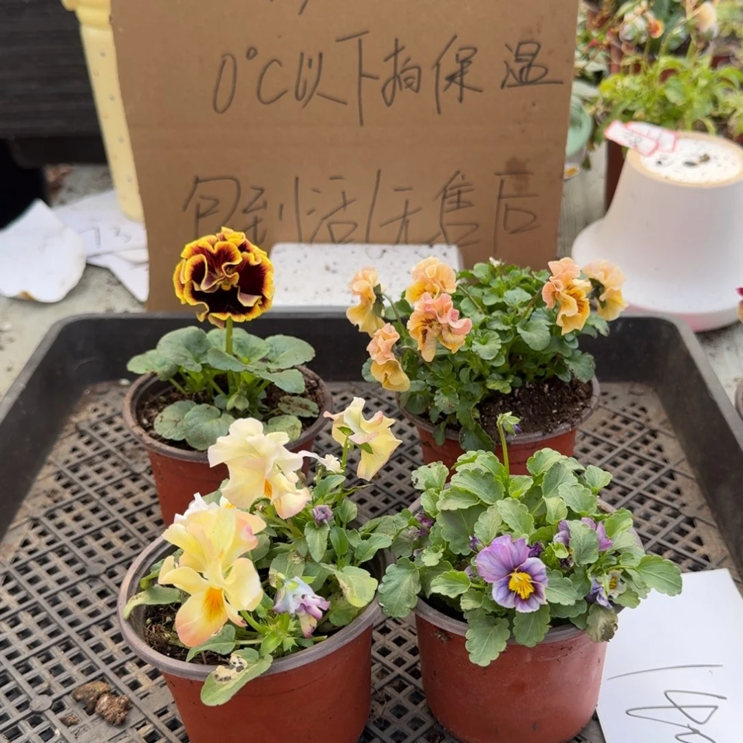 大部分花苞少量开放140