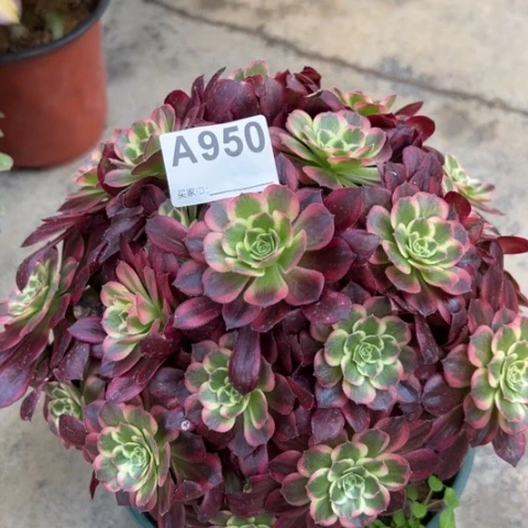 950安娜22厘米左右