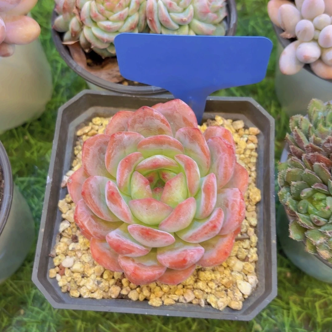 1***团云南金致家精品多肉