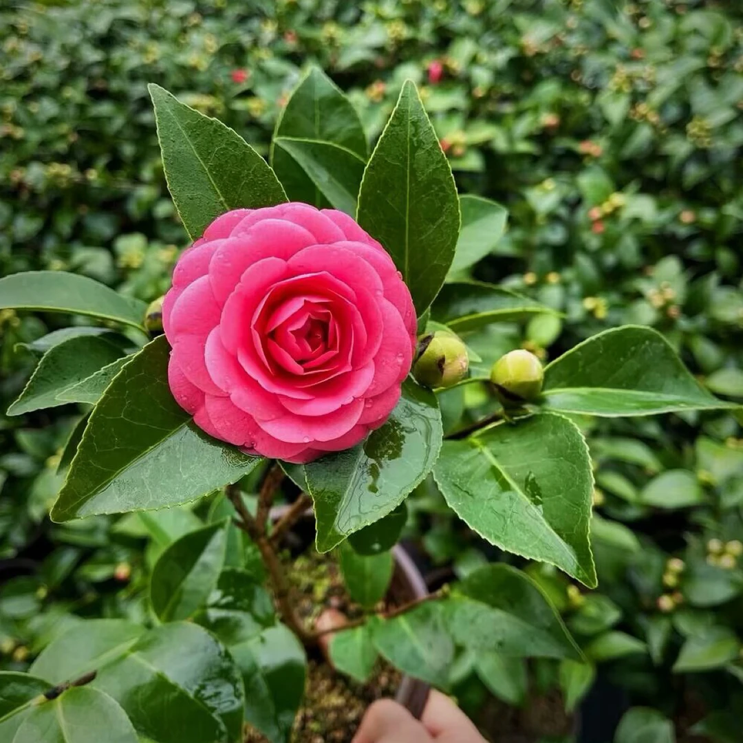 山茶花 四季山茶花 新手入门花卉 阳台客厅花卉 皮实好养