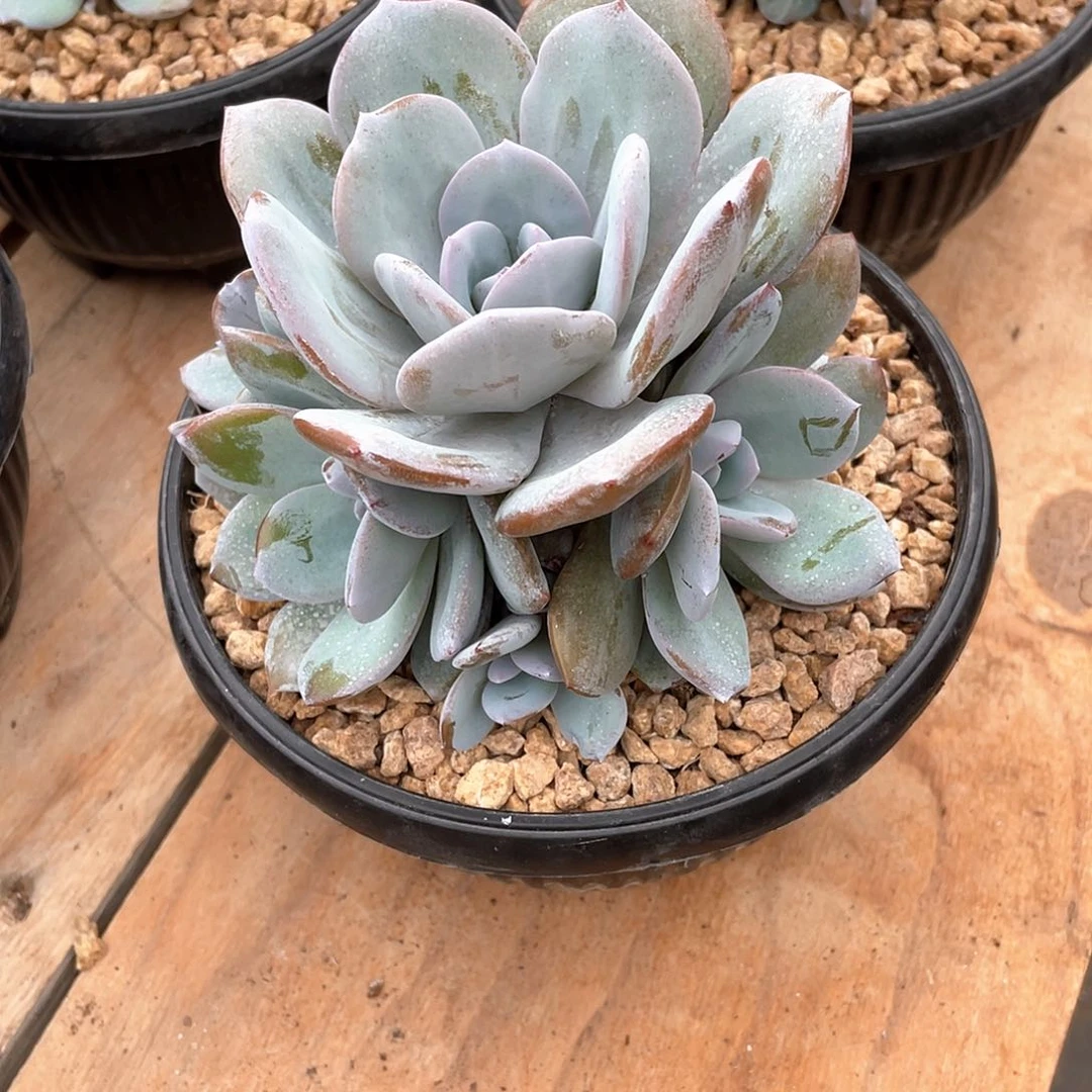 肉***多肉植物多肉植物