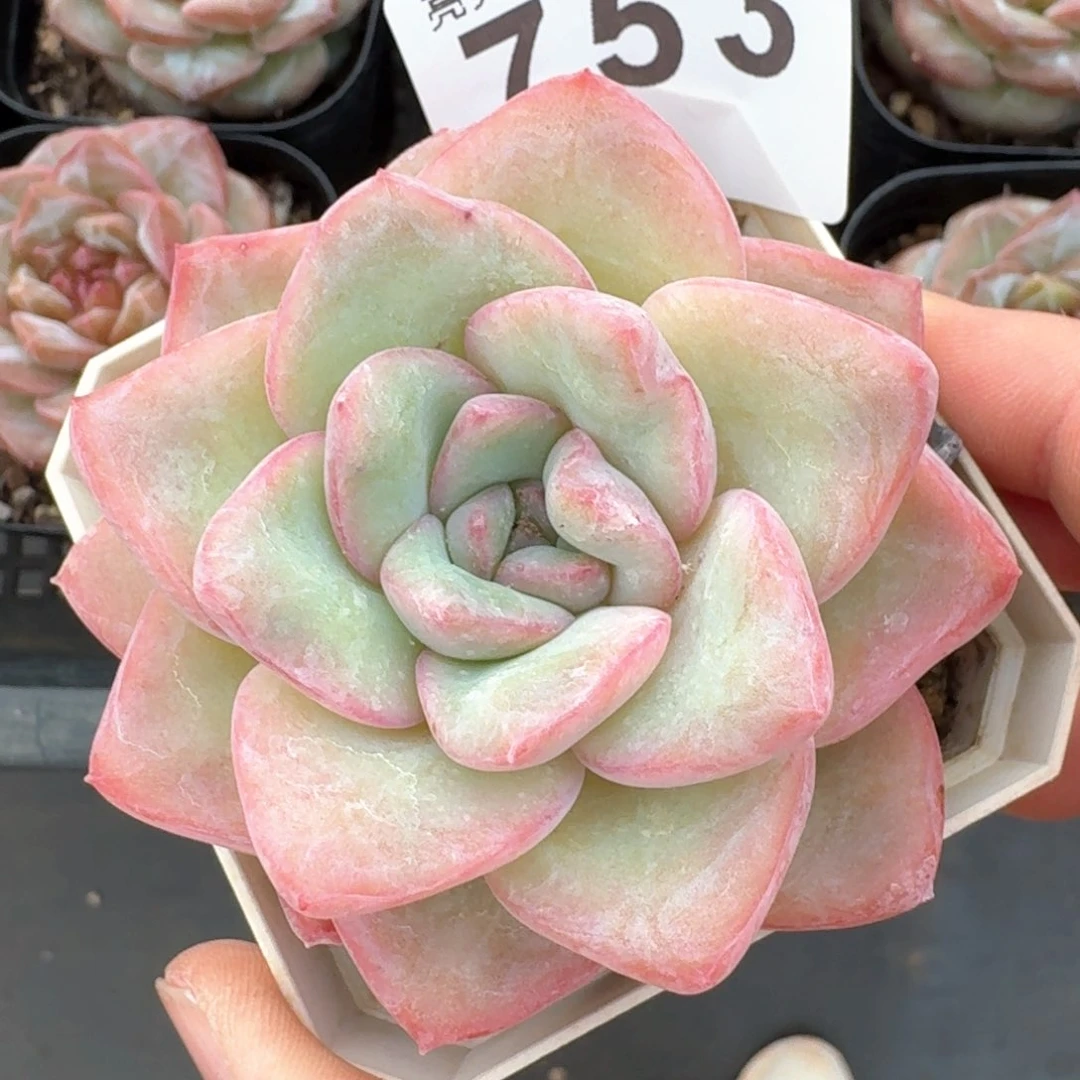 泡芙         今日新品上新多肉植物