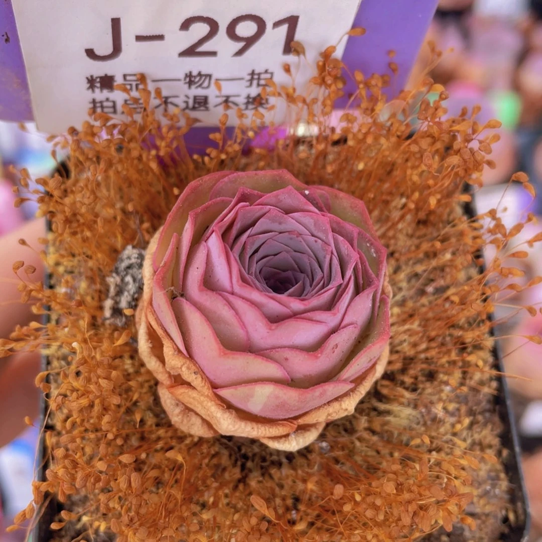 山地玫瑰梦屿J291