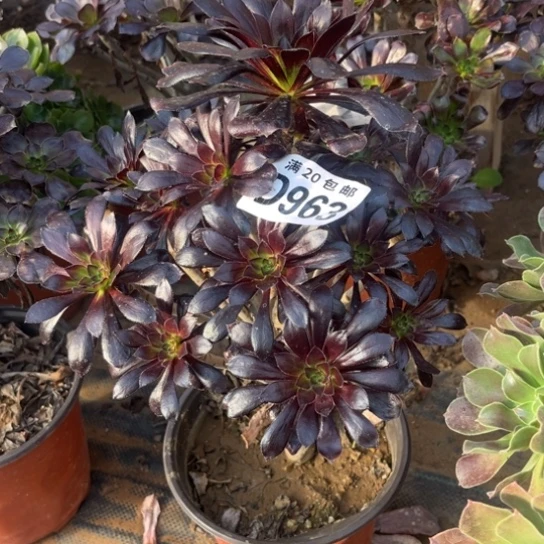 963魔法师不包断枝