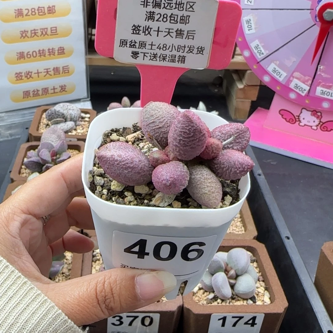『***』406糖果补差多肉植物