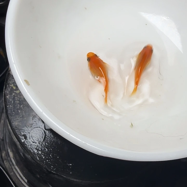 青鳉鱼20号拍品红初恋