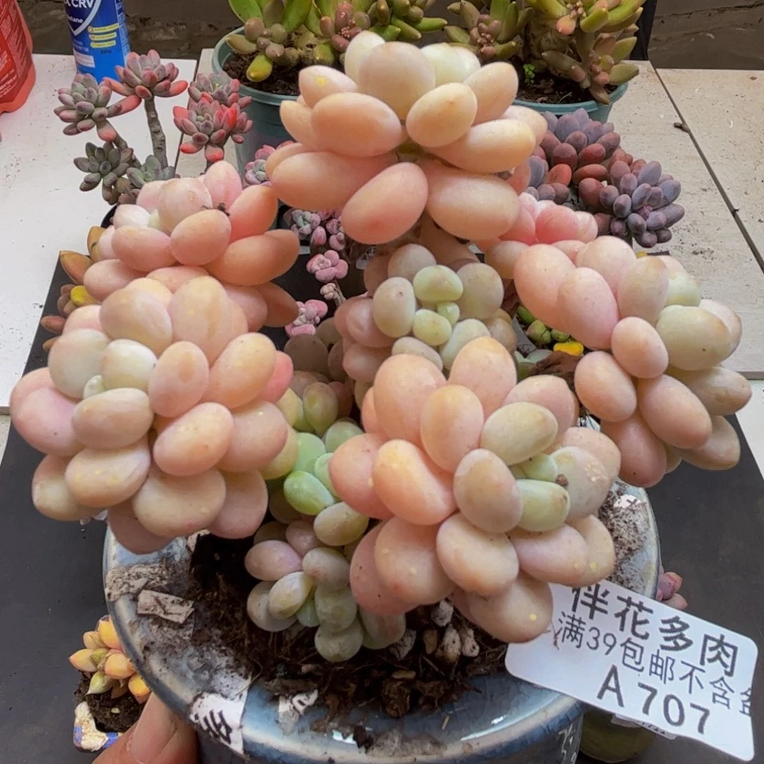 707洛可可8cm多肉植物